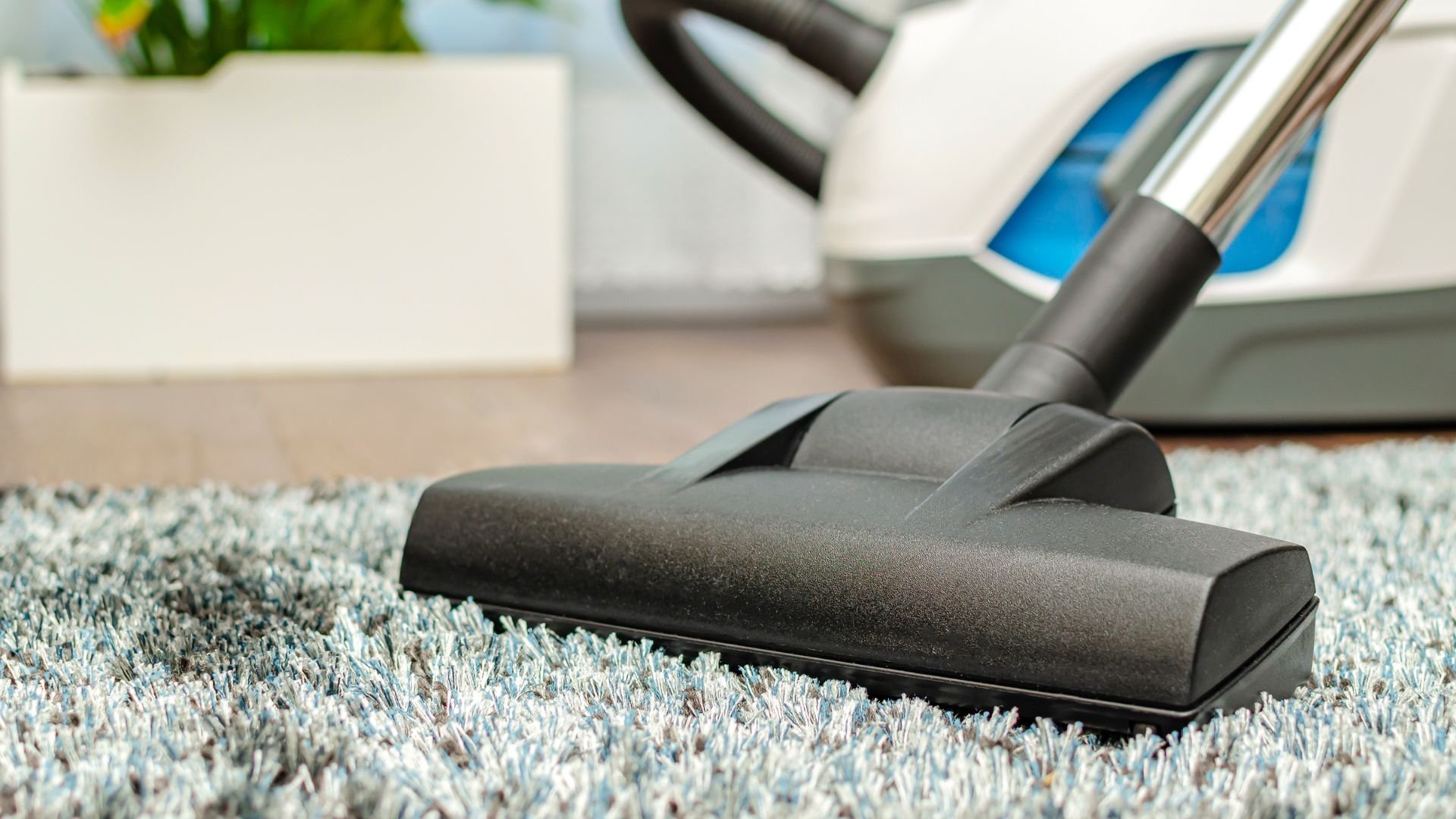 Vacuum cleaner head cleaning a plush blue-gray carpet in a home